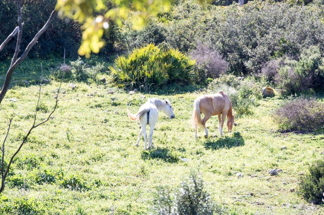 타리파 Casita Rural En Centro De Hipica 아파트 외부 사진